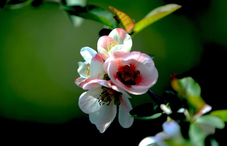 菠菜网资讯：彩名堂计划app永久免费版5.0(彩名堂计划app官网)